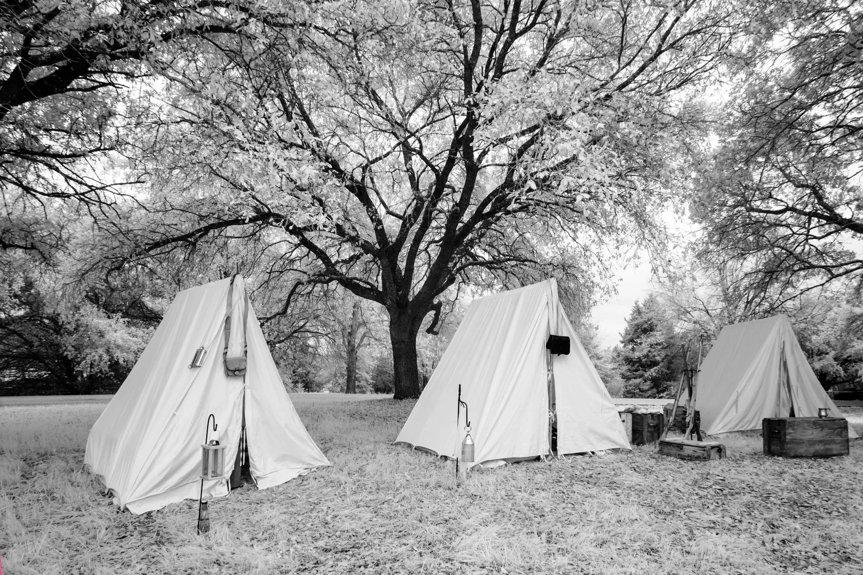 Black-and-white photograph of white canvas tents under a spreading live oak at a reenactors' camp.